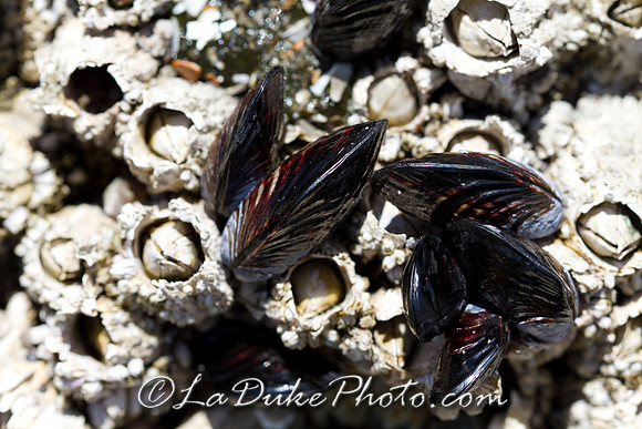 Mussels