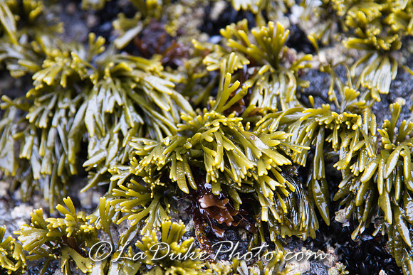 Seaweed