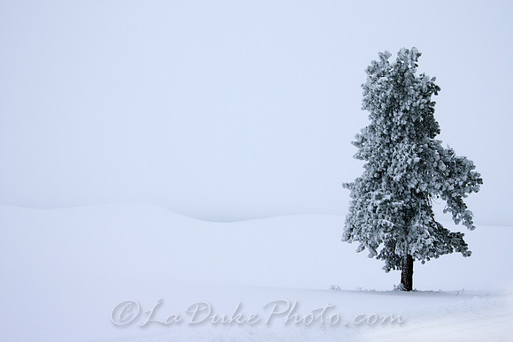 Palouse in Winter