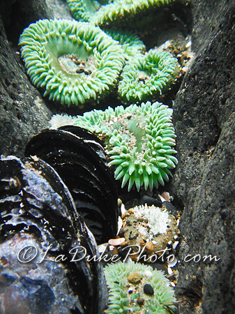 Anemone