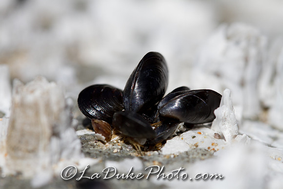 Tiny Mussels