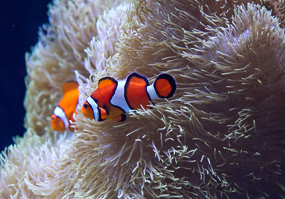 Clown Fish