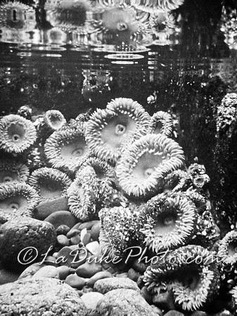 Tide Pool
