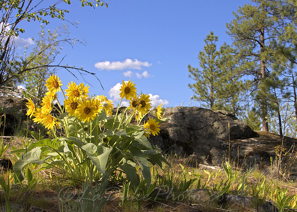 Arrowleaf Balsam Root, Postfalls, ID August 2009