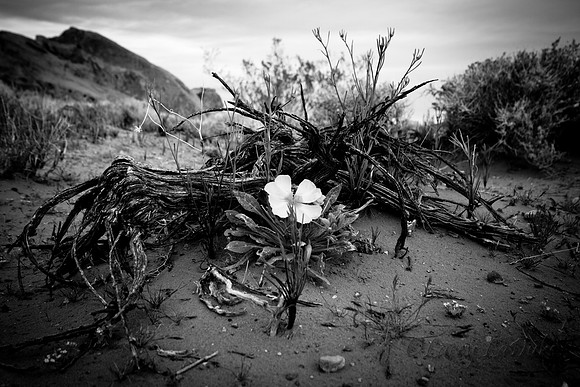 Evening Desert Primrose, Valley of Fire State Park
