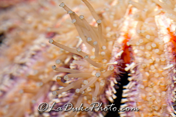 Sunflower Starfish tentacles