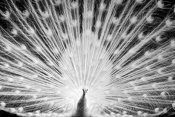 Peacock at Maryhill Museum