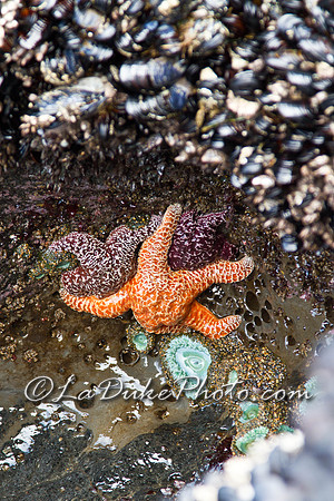 Star Fishies