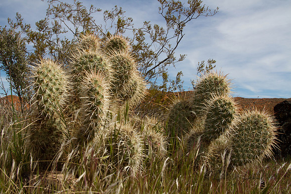 Cacti