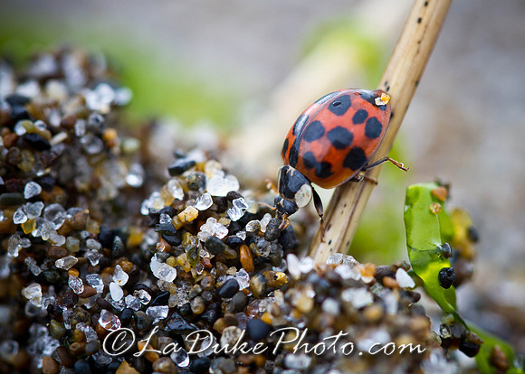 Ladybug