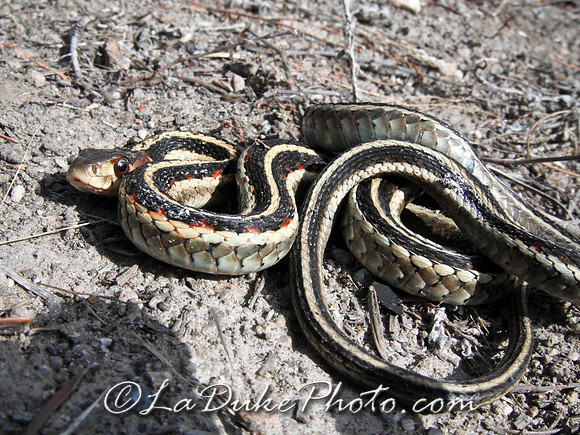 Garter Snake