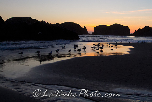 Seagulls at Sunset